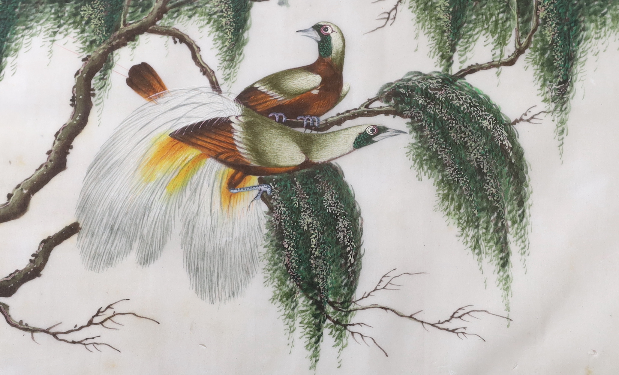 A pair of Chinese pith paper paintings, Birds of Paradise amongst leaves and flowers, 17 x 27cm